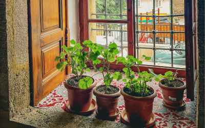  Mini Indoor Gardening – Growing Joy One Plant at a Time