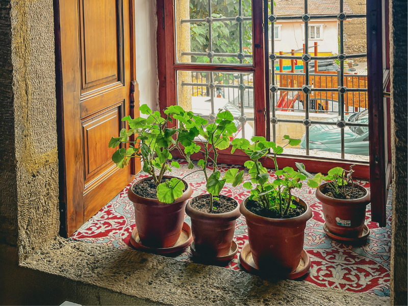 indoor plANTS