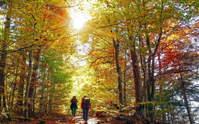 Autumn Nature Walk & Leaf Collecting Journal
