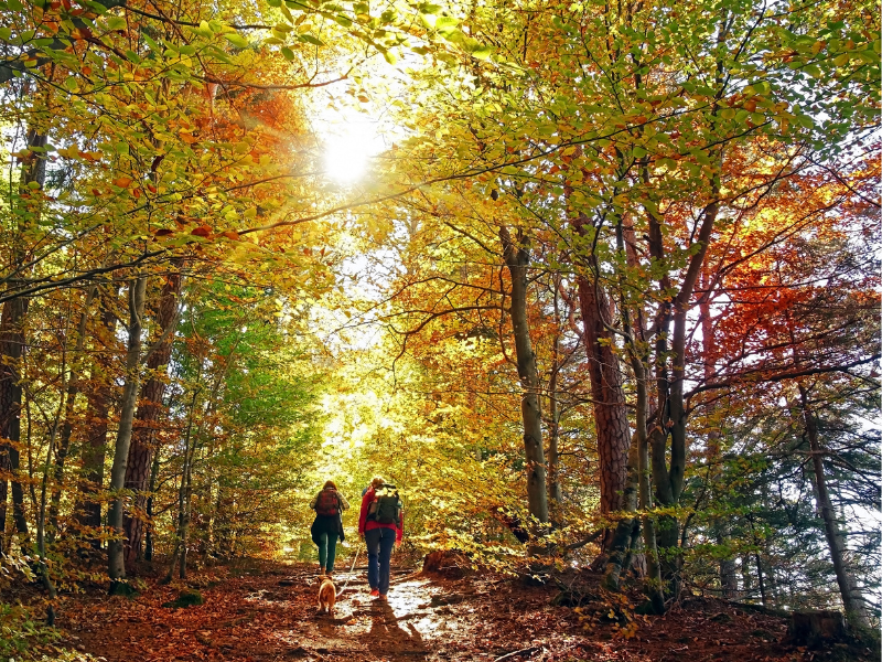 seniors in the fall