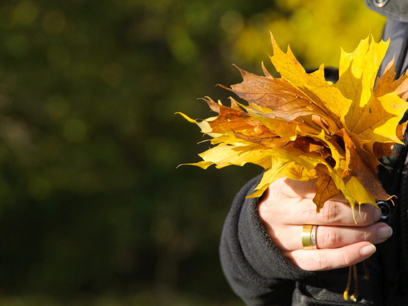 Blog Headers (30) collecting leafs